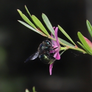 Xylocopa (Lestis) aerata at Acton, ACT - 17 Apr 2022 11:44 AM