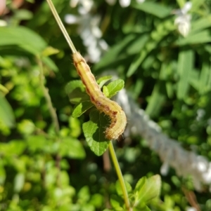 Helicoverpa (genus) at Watson, ACT - 17 Apr 2022