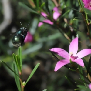 Xylocopa (Lestis) aerata at Acton, ACT - 17 Apr 2022