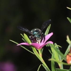 Xylocopa (Lestis) aerata at Acton, ACT - 17 Apr 2022