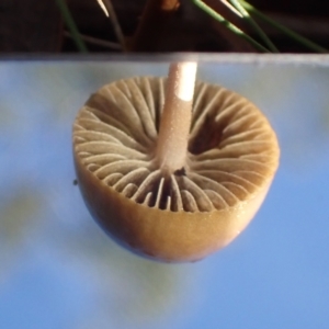 zz agaric (stem; gills not white/cream) at Cook, ACT - 11 Apr 2022 09:50 AM