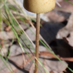 zz agaric (stem; gills not white/cream) at Cook, ACT - 11 Apr 2022 09:50 AM