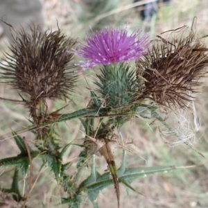 Cirsium vulgare at Cook, ACT - 4 Apr 2022 09:36 AM