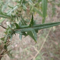 Cirsium vulgare at Cook, ACT - 4 Apr 2022 09:36 AM