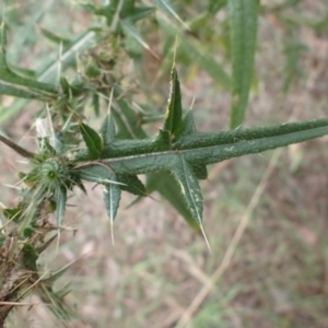 Cirsium vulgare at Cook, ACT - 4 Apr 2022