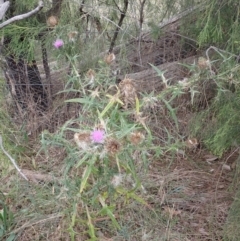 Cirsium vulgare at Cook, ACT - 4 Apr 2022 09:36 AM