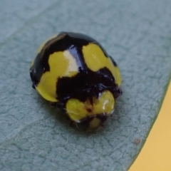 Illeis galbula (Fungus-eating Ladybird) at Cook, ACT - 15 Apr 2022 by drakes