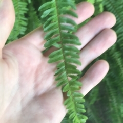 Nephrolepis cordifolia (Fishbone Fern) at Orbost, VIC - 9 Apr 2022 by Tapirlord