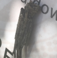 Clania lewinii & similar Casemoths (Parallel stick Case Moths) at Orbost, VIC - 9 Apr 2022 by Tapirlord
