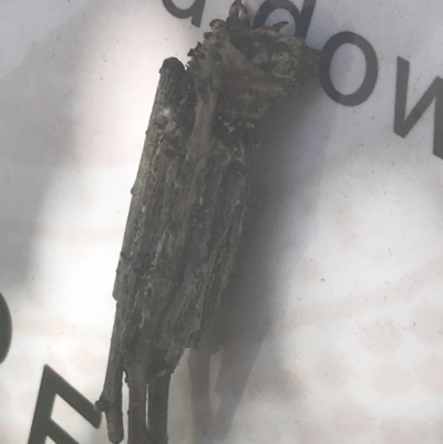 Clania lewinii & similar Casemoths (Parallel stick Case Moths) at Orbost, VIC - 9 Apr 2022 by Tapirlord
