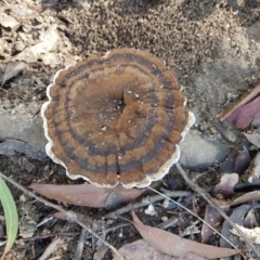 Sanguinoderma rude (Red-staining Stalked Polypore) at Penrose, NSW - 17 Apr 2022 by Aussiegall