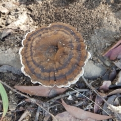 Unidentified Other fungi on wood at Penrose, NSW - 17 Apr 2022 by Aussiegall