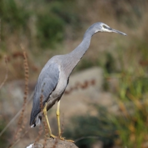 Egretta novaehollandiae at Acton, ACT - 17 Apr 2022