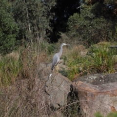 Egretta novaehollandiae at Acton, ACT - 17 Apr 2022