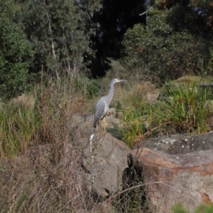 Egretta novaehollandiae at Acton, ACT - 17 Apr 2022