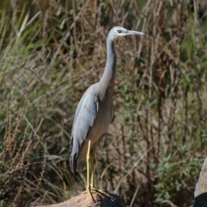 Egretta novaehollandiae at Acton, ACT - 17 Apr 2022