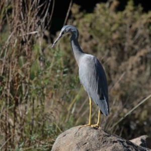 Egretta novaehollandiae at Acton, ACT - 17 Apr 2022 11:11 AM