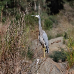 Egretta novaehollandiae at Acton, ACT - 17 Apr 2022