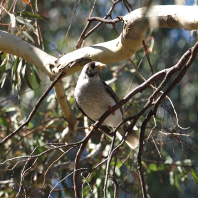 Manorina melanocephala (Noisy Miner) at Watson, ACT - 17 Apr 2022 by MatthewFrawley