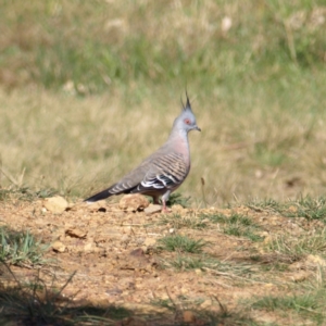 Ocyphaps lophotes at Watson, ACT - 17 Apr 2022