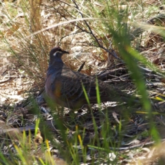 Phaps chalcoptera (Common Bronzewing) at P11 - 17 Apr 2022 by MatthewFrawley