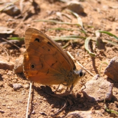 Heteronympha penelope (Shouldered Brown) at Watson, ACT - 17 Apr 2022 by MatthewFrawley