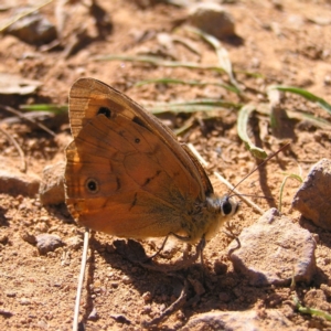 Heteronympha penelope at Watson, ACT - 17 Apr 2022