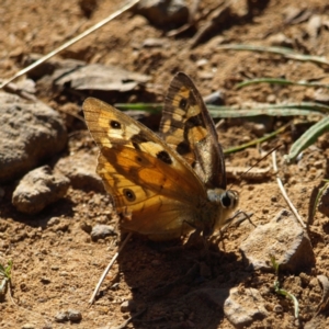 Heteronympha penelope at Watson, ACT - 17 Apr 2022