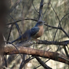 Cacomantis flabelliformis (Fan-tailed Cuckoo) at Watson, ACT - 17 Apr 2022 by MatthewFrawley