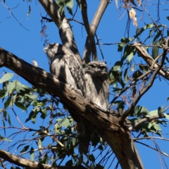 Podargus strigoides (Tawny Frogmouth) at Watson, ACT - 17 Apr 2022 by MatthewFrawley