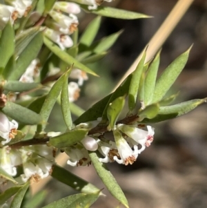 Monotoca scoparia at Paddys River, ACT - 17 Apr 2022