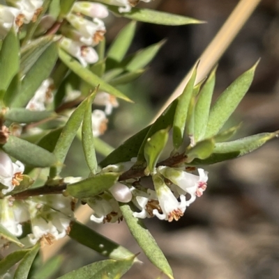 Monotoca scoparia (Broom Heath) at Paddys River, ACT - 17 Apr 2022 by JaneR