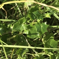 Delairea odorata (Cape Ivy) at Ventnor, VIC - 10 Apr 2022 by Tapirlord