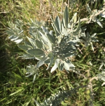 Atriplex cinerea (Grey Saltbush) at Ventnor, VIC - 10 Apr 2022 by Tapirlord