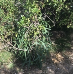 Solanum laciniatum (Cut-leaf Kangaroo-apple) at Ventnor, VIC - 10 Apr 2022 by Tapirlord