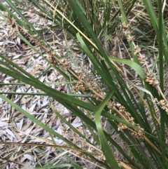 Lomandra longifolia (Spiny-headed Mat-rush, Honey Reed) at Ventnor, VIC - 10 Apr 2022 by Tapirlord
