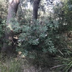 Banksia integrifolia subsp. integrifolia (Coast Banksia) at Ventnor, VIC - 10 Apr 2022 by Tapirlord