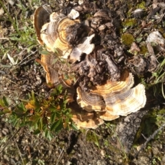 Trametes versicolor (Turkey Tail) at Cooma, NSW - 13 Apr 2022 by mahargiani