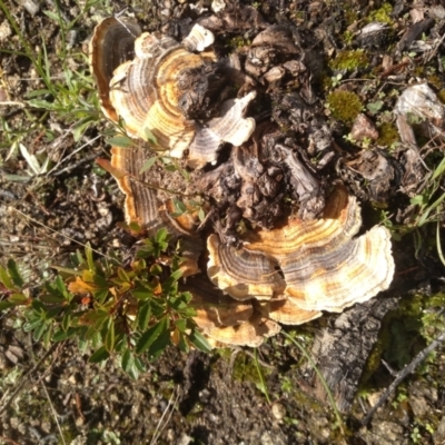 Trametes versicolor (Turkey Tail) at Cooma, NSW - 13 Apr 2022 by mahargiani