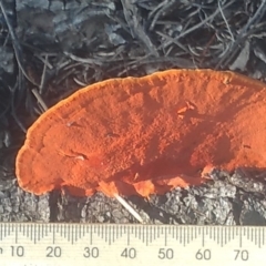 Trametes coccinea at Cooma, NSW - 14 Apr 2022 03:40 PM