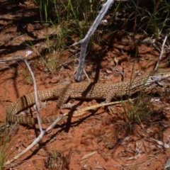 Varanus gouldii (Sand Goanna) at Petermann, NT - 24 Mar 2012 by jks