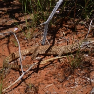 Varanus gouldii at Petermann, NT - 24 Mar 2012 02:34 PM