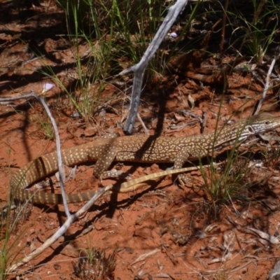 Varanus gouldii (Sand Goanna) at Petermann, NT - 24 Mar 2012 by jksmits