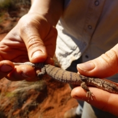 Varanus gilleni (Pygmy Mulga Monitor) at Petermann, NT - 28 Mar 2012 by jksmits