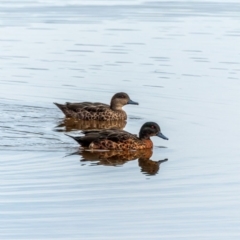 Anas castanea (Chestnut Teal) at Eden, NSW - 18 Apr 2022 by hughagan