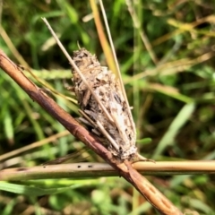 Psychidae (family) IMMATURE (Unidentified case moth or bagworm) at Molonglo Valley, ACT - 18 Apr 2022 by KMcCue