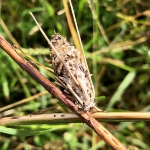 Psychidae (family) IMMATURE at Molonglo Valley, ACT - 18 Apr 2022 09:40 AM