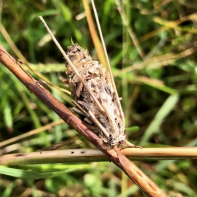 Psychidae (family) IMMATURE (Unidentified case moth or bagworm) at Aranda Bushland - 17 Apr 2022 by KMcCue