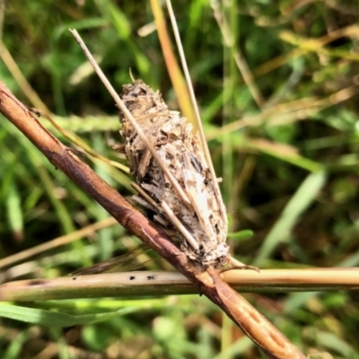 Psychidae (family) IMMATURE (Unidentified case moth or bagworm) at Molonglo Valley, ACT - 17 Apr 2022 by KMcCue