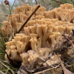 Ramaria capitata var. capitata at Jerrabomberra, NSW - 18 Apr 2022